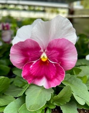 PANSY Grandio Beacon Rose